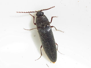 Melanotus rufipes