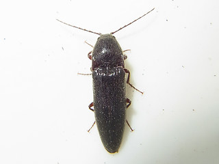 Melanotus rufipes