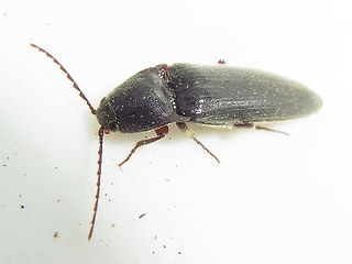 Melanotus rufipes
