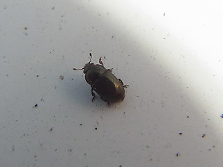 Meligethes aeneus
