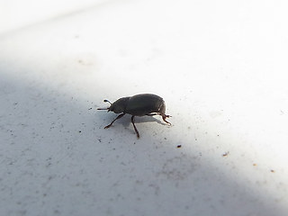 Meligethes aeneus