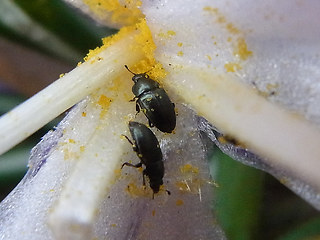 Meligethes aeneus