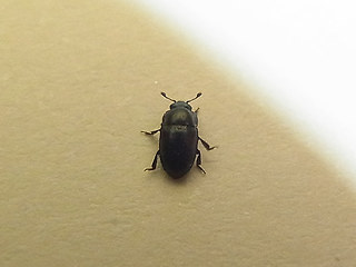 Meligethes aeneus