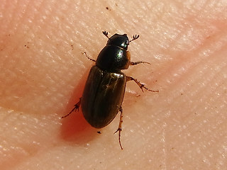 Melinopterus prodromus