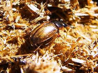 Melinopterus prodromus