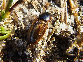 Melinopterus prodromus