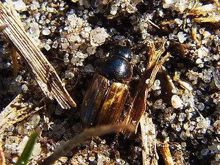 Melinopterus prodromus