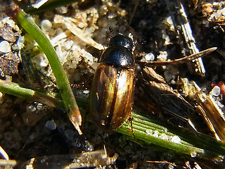 Melinopterus prodromus
