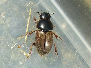 Melinopterus prodromus