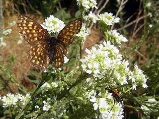 Melitaea athalia