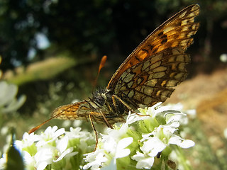 Melitaea athalia