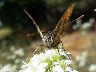 Melitaea athalia