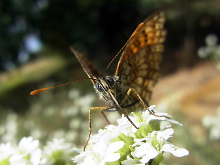 Melitaea athalia