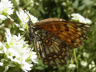 Melitaea athalia