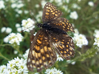 Melitaea athalia