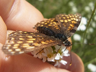 Melitaea athalia