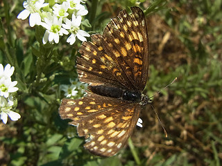 Melitaea athalia