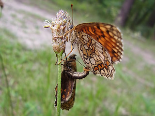 Melitaea athalia