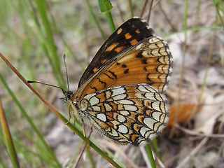 Melitaea athalia