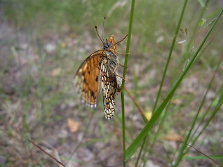 Melitaea athalia
