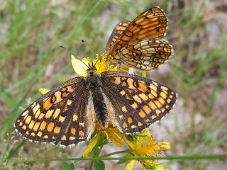 Melitaea athalia