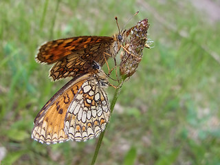 Melitaea athalia