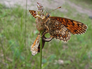 Melitaea athalia