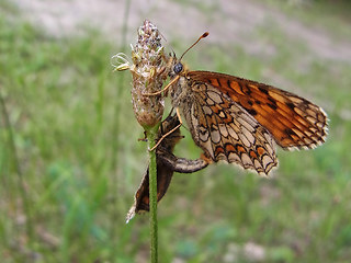Melitaea athalia
