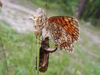 Melitaea athalia