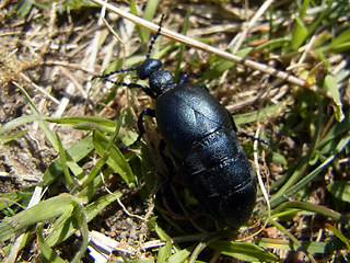 Meloe proscarabaeus