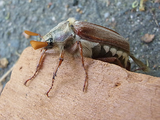 Melolontha melolontha