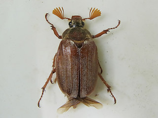 Melolontha melolontha