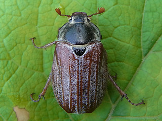 Melolontha melolontha