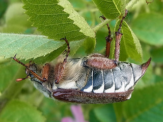 Melolontha melolontha