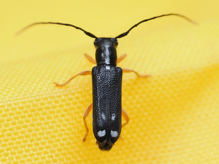 Menesia bipunctata