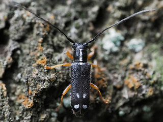 Menesia bipunctata