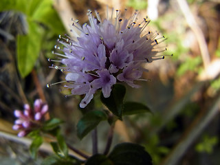 Mentha aquatica