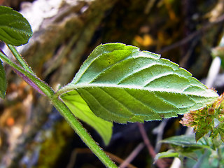 Mentha aquatica