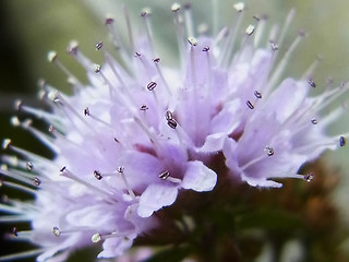 Mentha aquatica