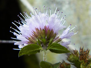 Mentha aquatica