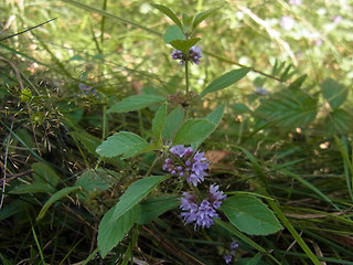 Mentha arvensis