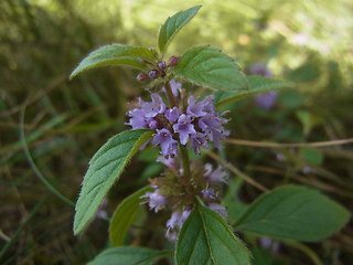 Mentha arvensis