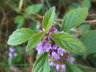 Mentha arvensis