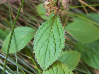 Mentha arvensis