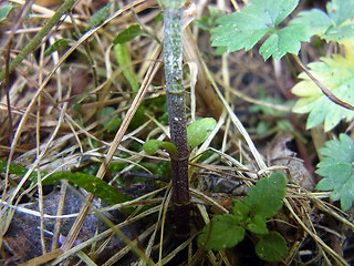 Mentha arvensis