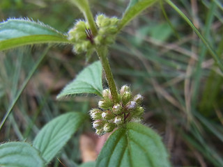 Mentha arvensis