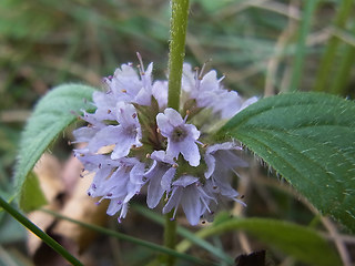 Mentha arvensis