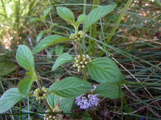 Mentha arvensis