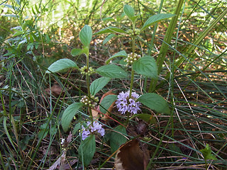 Mentha arvensis