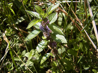 Mentha arvensis